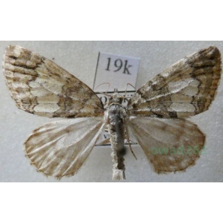 Hydriomena impluviata (Denis & Schiffermüller, 1775) Paśnik olszyniak Slovakia19k